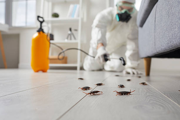 Affordable Termite Control solutions in Gladeview, FL